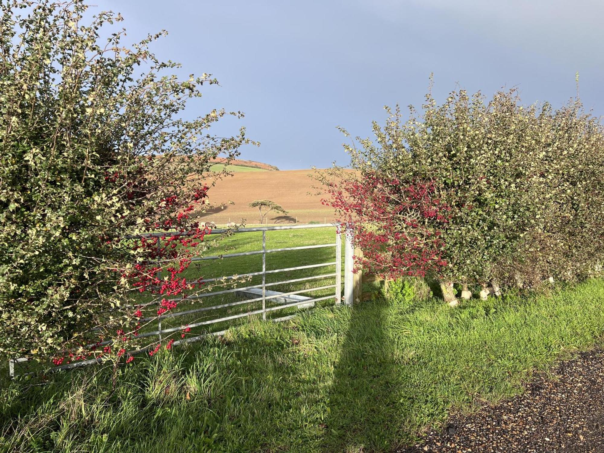 Poachers Hut - Captivating 1-Bed Cottage Shorwell Exterior photo